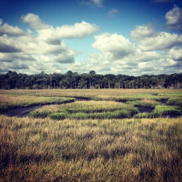 Salt Marshes